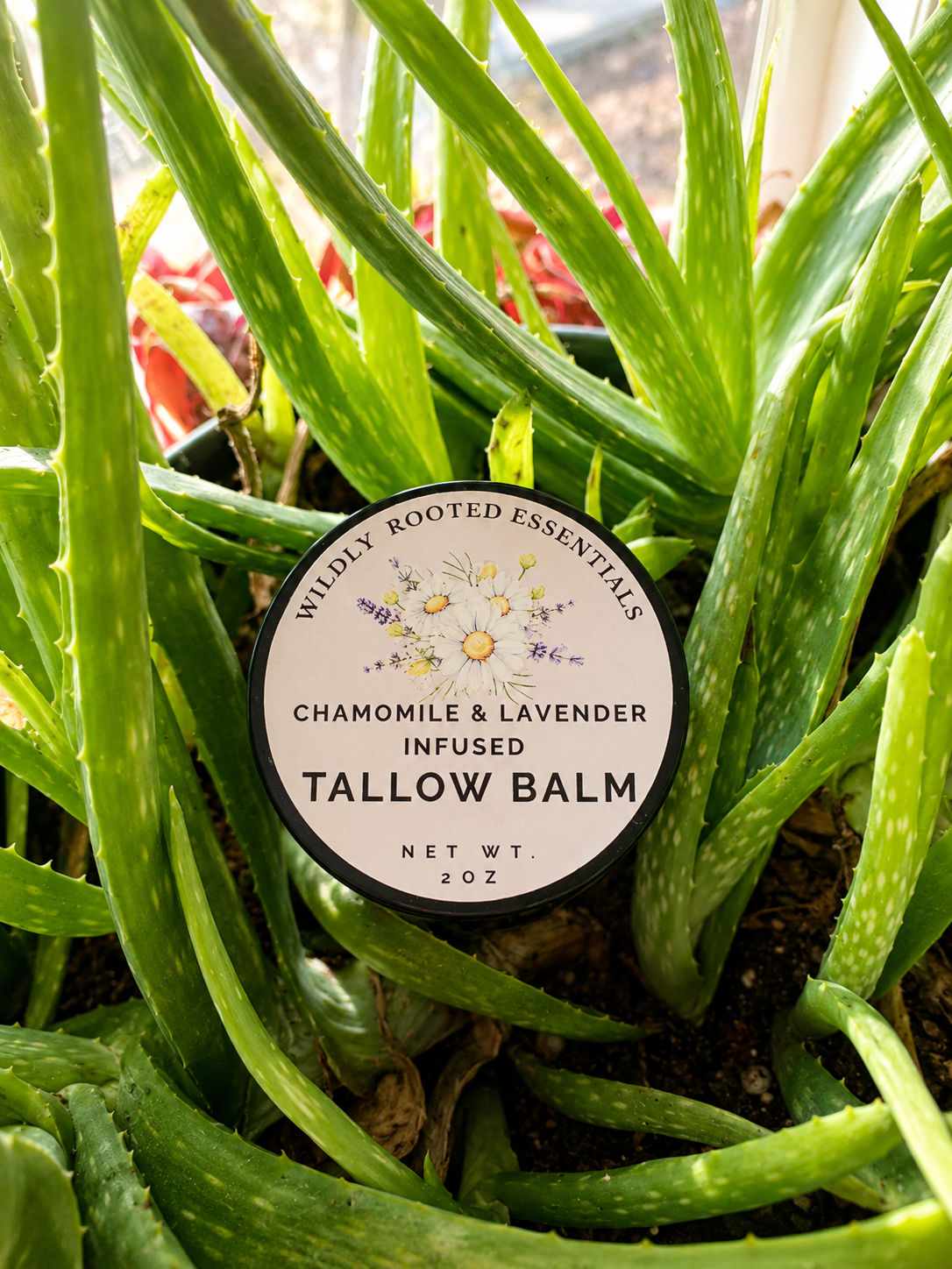 Chamomile and Lavender infused tallow Balm